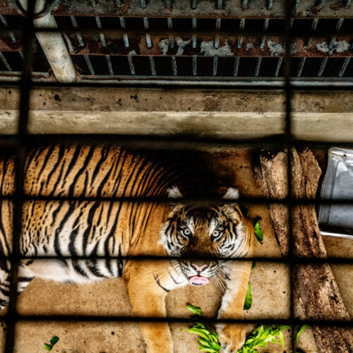 WWF Rescued tigers confiscated from the illegal wildlife trade at the Hanoi Wildlife Rescue Center in Soc Son, Hanoi, Vietnam.