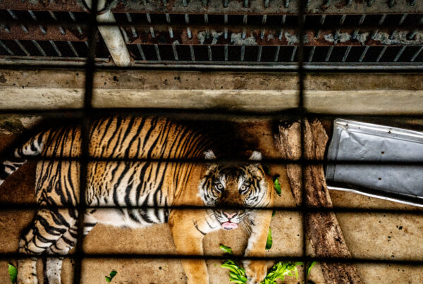 WWF Rescued tigers confiscated from the illegal wildlife trade at the Hanoi Wildlife Rescue Center in Soc Son, Hanoi, Vietnam.